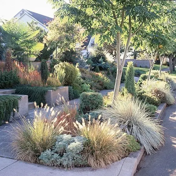 attractive grass garden
