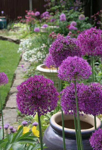 purple alium flowers