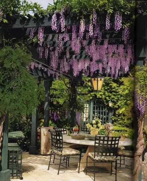 black pergola with wisteria creepers