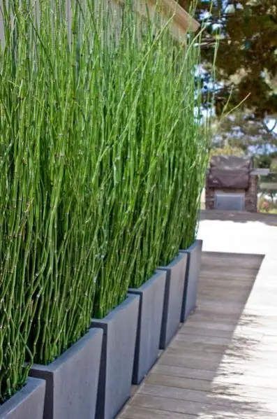 horsetail privacy screen