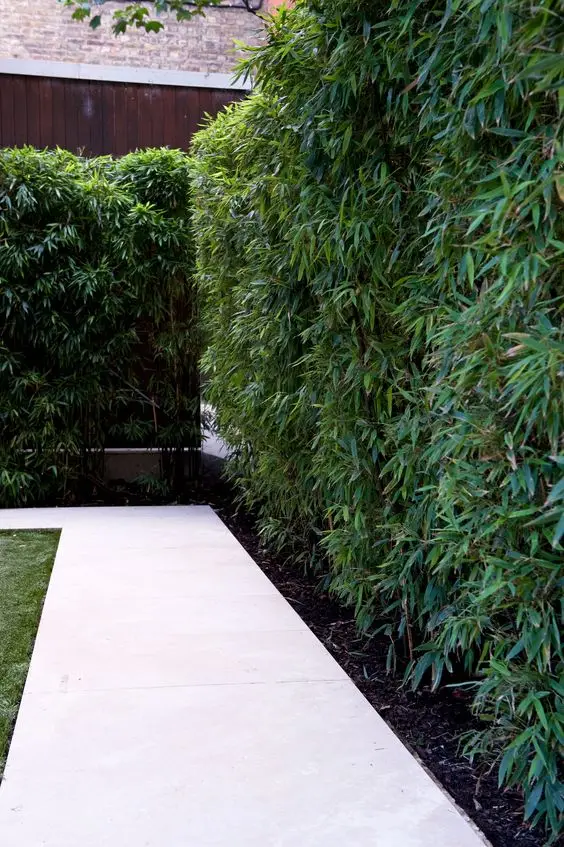 bamboo garden hedge