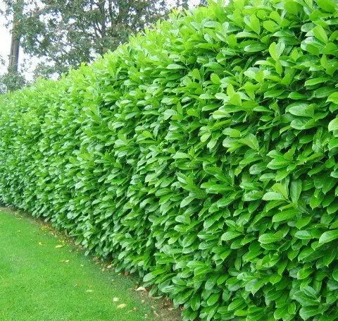 garden hedge