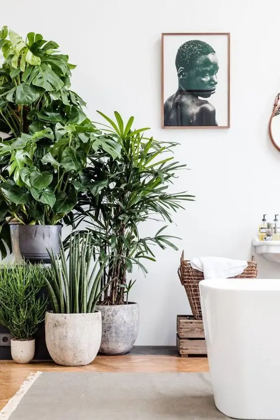 potted indoor plants