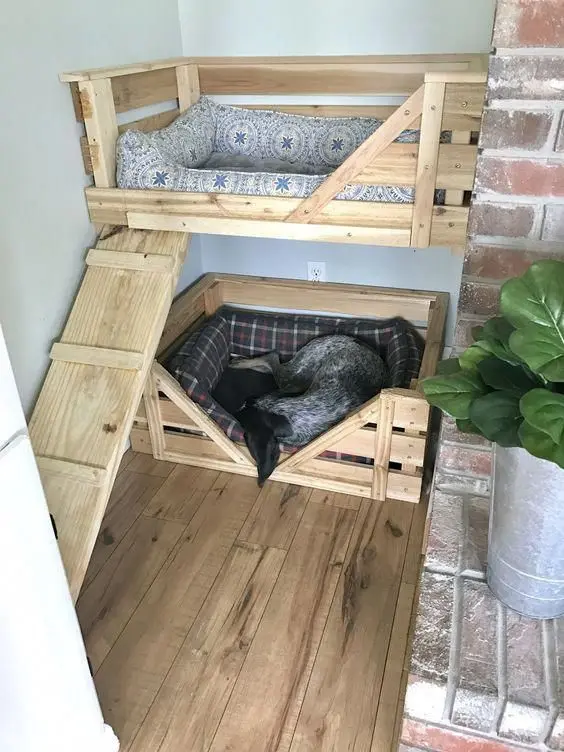 dog bunk beds