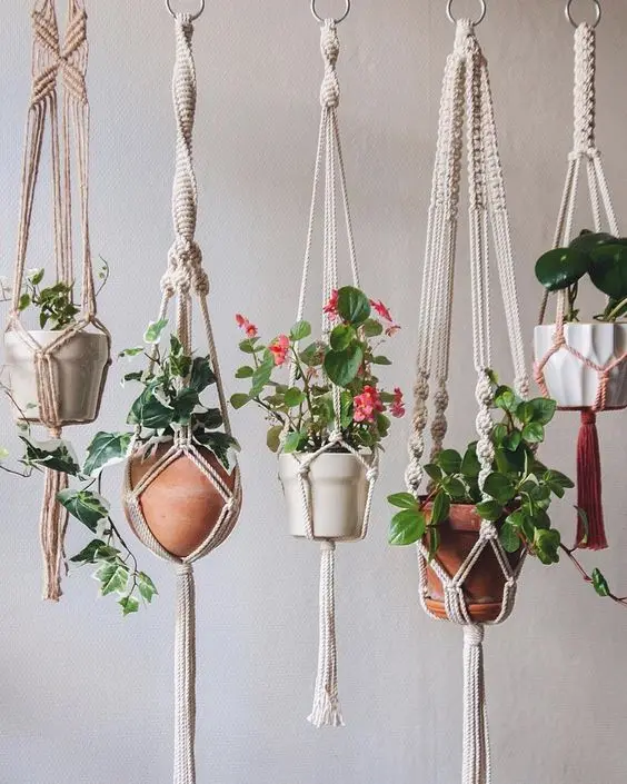 hanging potted plants