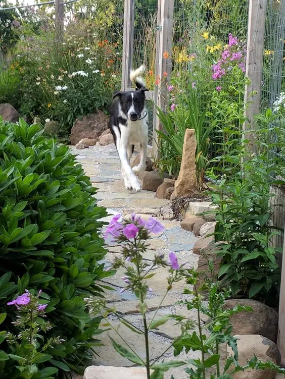 dog in a garden