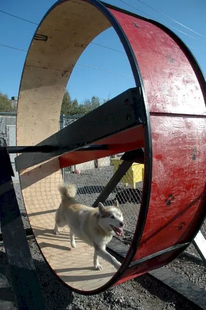 pet exercise wheel