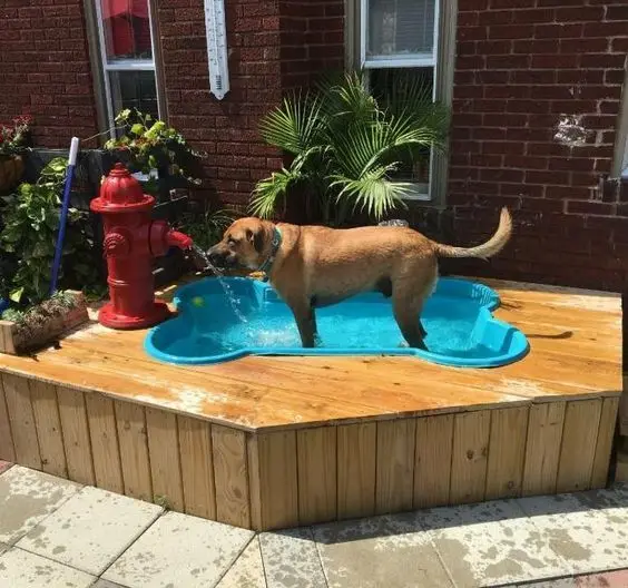 dog pool backyard