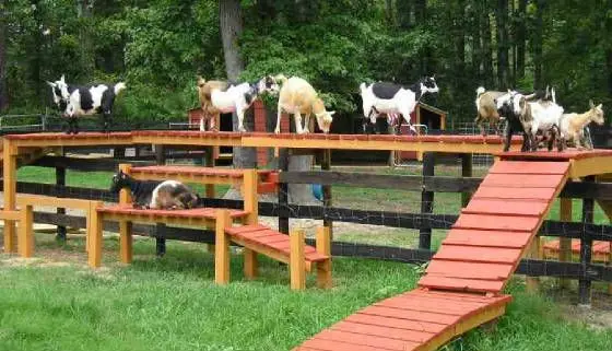 goat climbers backyard