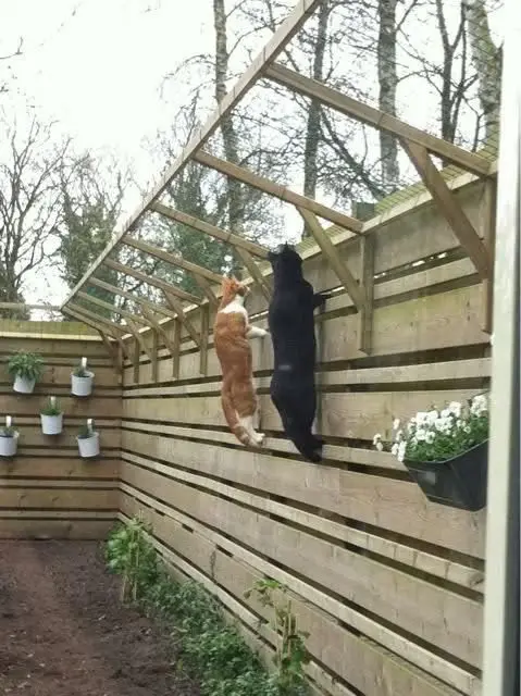 cats on a fence