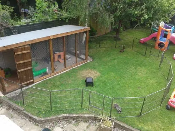 rabbit run backyard