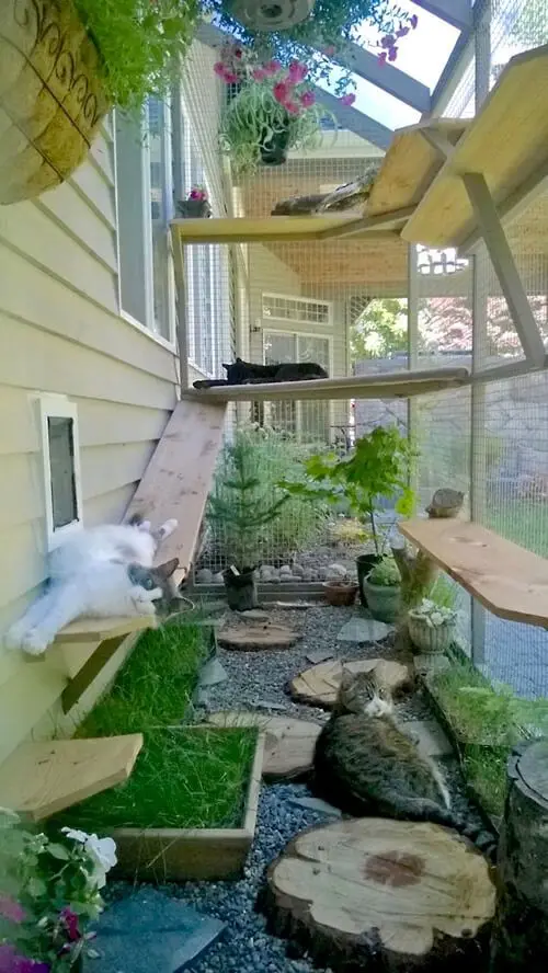 cats in catio