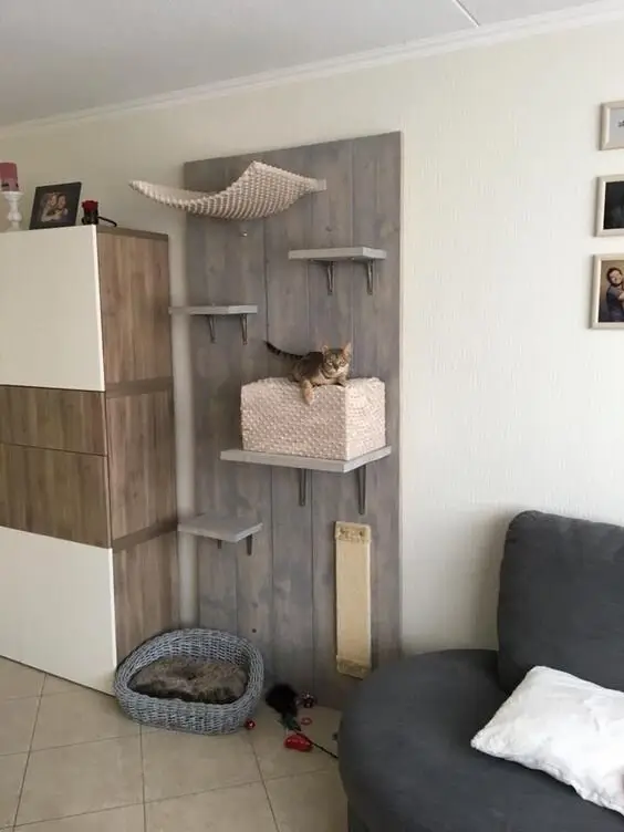 indoor cat circuit