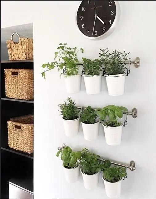 kitchen herb garden